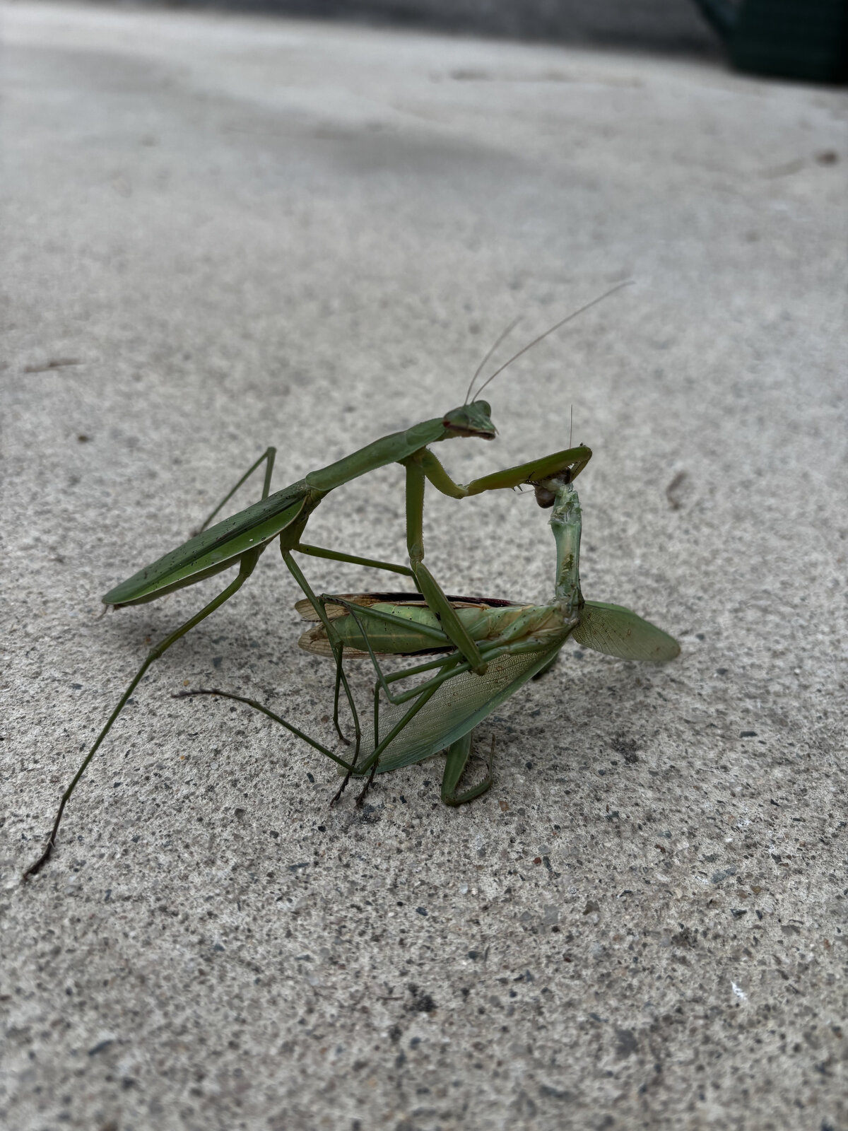 カマキリ