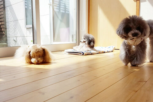 【ワンちゃん】