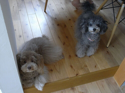 【ワンちゃん】