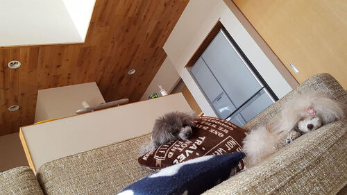 【ワンちゃん】